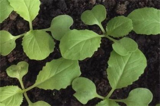 小白菜种植时间和方法