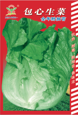 全年耐抽苔包心生菜